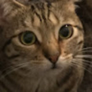 Meet your Posher, Mina